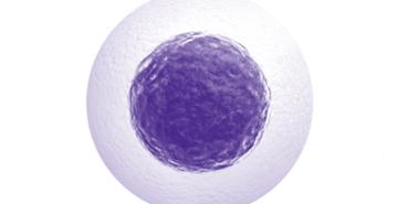 Pancreatic Beta Cells Photo
