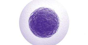 Pancreatic Beta Cells Photo