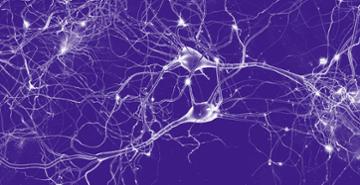 Neural Pathways for 13-C Magnetic Resonance Spectroscopy