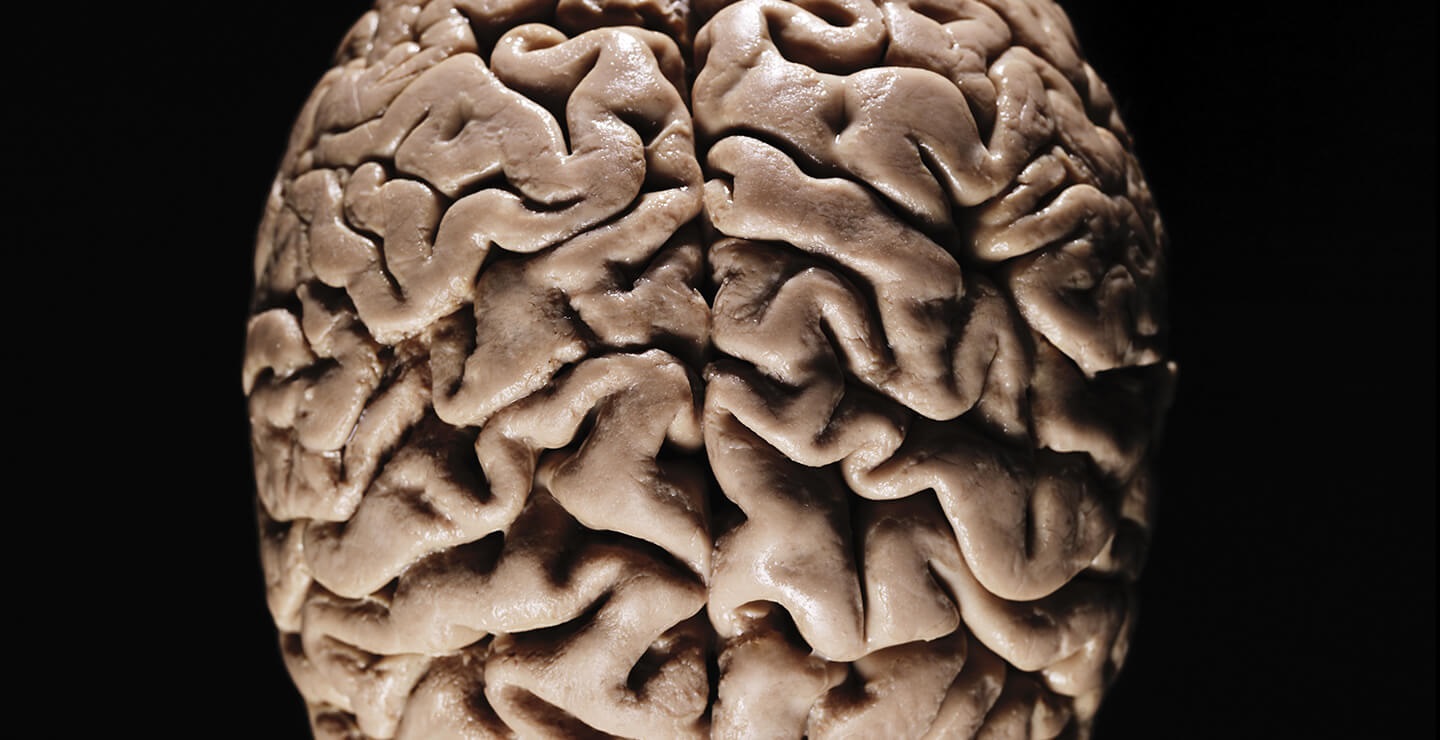 Brain
