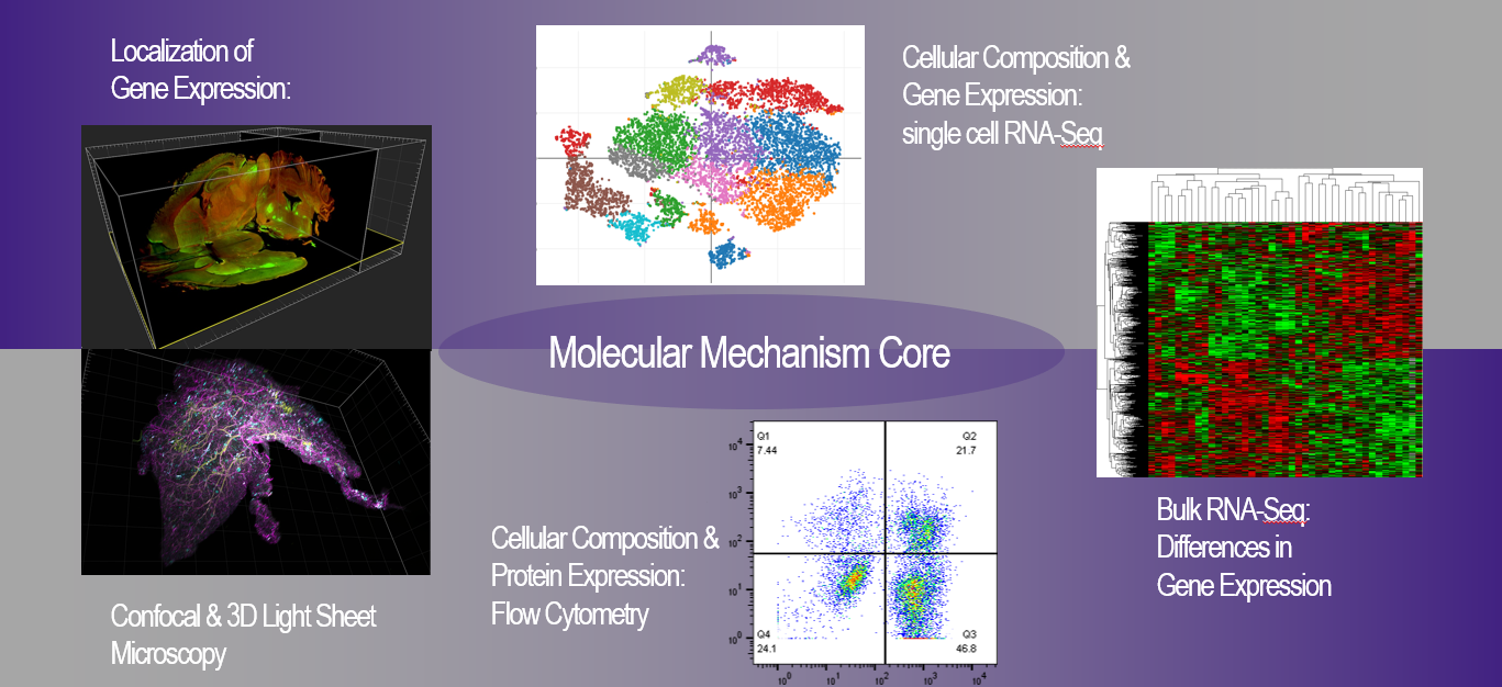 COBRE Molecular Mechanisms Core Image 2