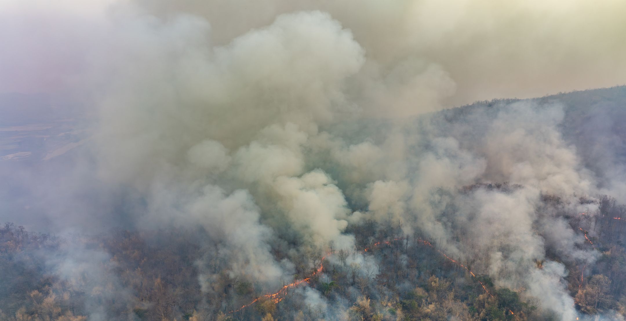 Wild Fire