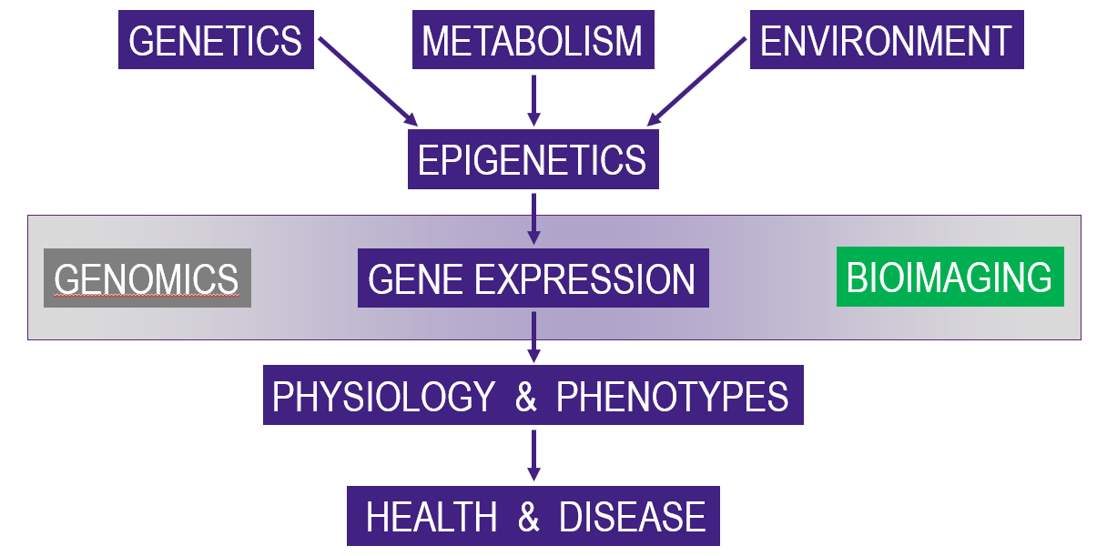 COBRE MBDC Metabolic Mechanisms Core