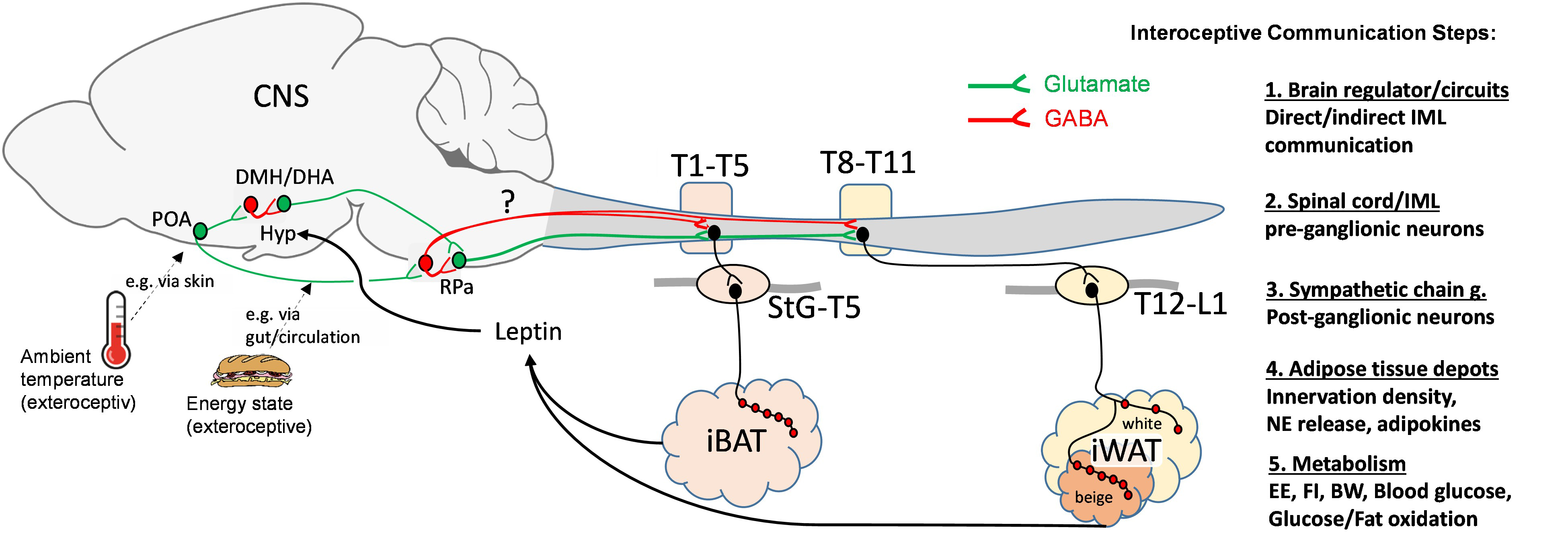central leptin interoceptive communication